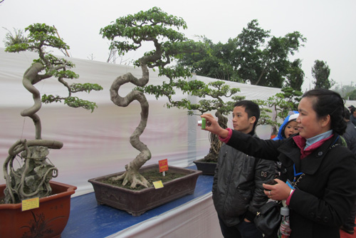 Quảng Ninh Gần 1000 tác phẩm tham gia trưng bày nghệ thuật Bonsai lần thứ 1 tại Yên Tử